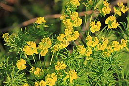 cyparissias,花,开花