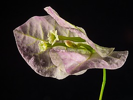 葉子花,開花,花