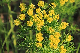 cyparissias,鲜花,植物区系