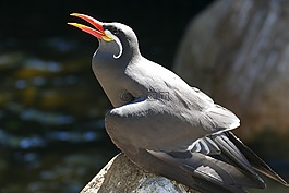 鳥,異國情調(diào),動物園