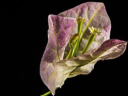 葉子花,開花,花
