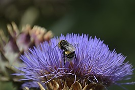 昆蟲(chóng),開(kāi)花,朝鮮薊