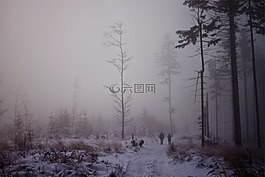 霧,樹,雪