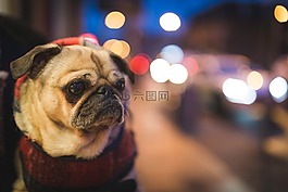 動(dòng)物,狗,牛頭犬