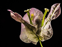 葉子花,開花,花