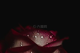 植物,花,玫瑰