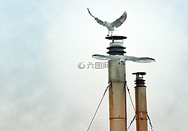 海鷗,動物,鳥