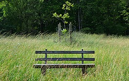 公園長(zhǎng)椅,草,坐