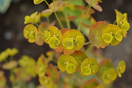 鮮花,黃色,自然