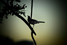鳥(niǎo),側(cè)影,自然
