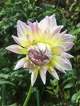 花,粉紅色,黃色