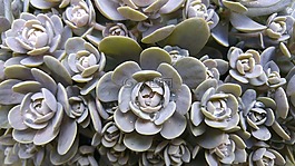 一滴水,滴,蓮花
