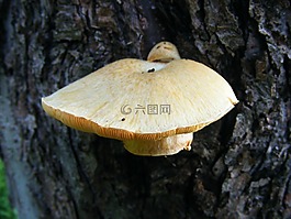 真菌,菌類,蘑菇