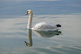 鳥(niǎo),的水體,天鵝