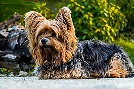 狗,约克夏犬,小狗