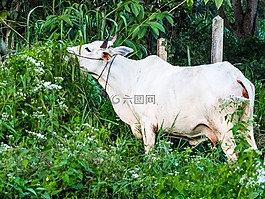 牛,奶牛,牛肉