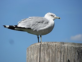 海鷗,鳥,自然