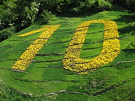 十,10,鲜花