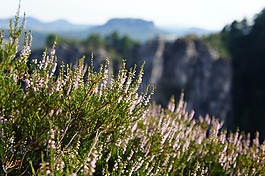 中药,厂,野生草药