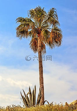 棕櫚樹(shù),蘆薈,花園