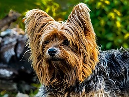 狗,约克夏犬,小狗