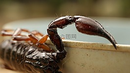 alacran,性质,芬兰