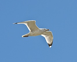 海鷗,鳥,自然