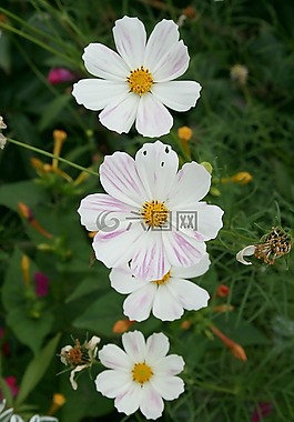 鲜花,花园,布卢姆