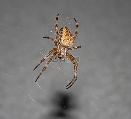 蜘蛛,昆蟲,動物