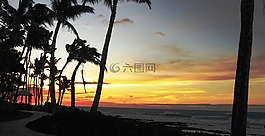 夏威夷,日落,棕櫚樹
