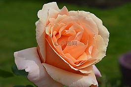 玫瑰,腳踏板,花