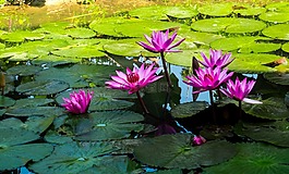 開花,花,蓮花