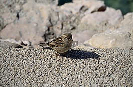 鳥,性質(zhì),麻雀