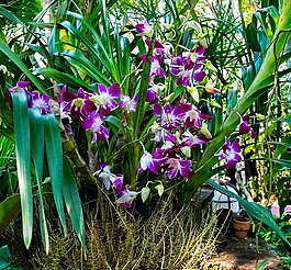 蘭花,花,開(kāi)花