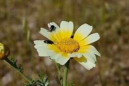 花,bug,自然