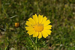 花,自然,黃色