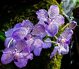 蘭花,花,開(kāi)花