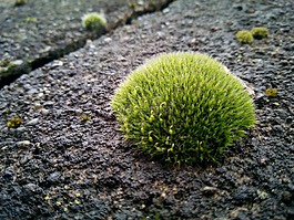性質(zhì),植物,moss