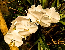 蘭花,花,開(kāi)花