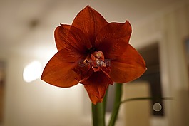 紅花,花卉,焦點