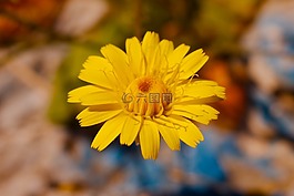 黃色,瑪格麗塔,花