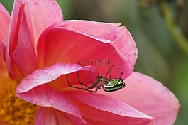 昆蟲,性質(zhì),芬蘭