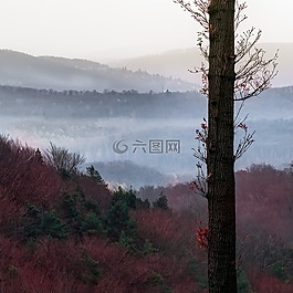 樹,日志,單