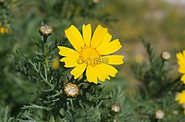 黃色,瑪格麗塔,花