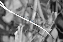 黑色和白色,蜻蜓,昆蟲