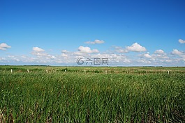 晴天,開闊,蘆葦
