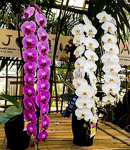 蘭花,花,開花