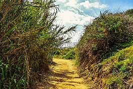 路徑,景觀,風(fēng)景