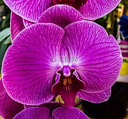 蘭花,花,開花