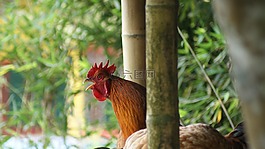 鳥,的,字段